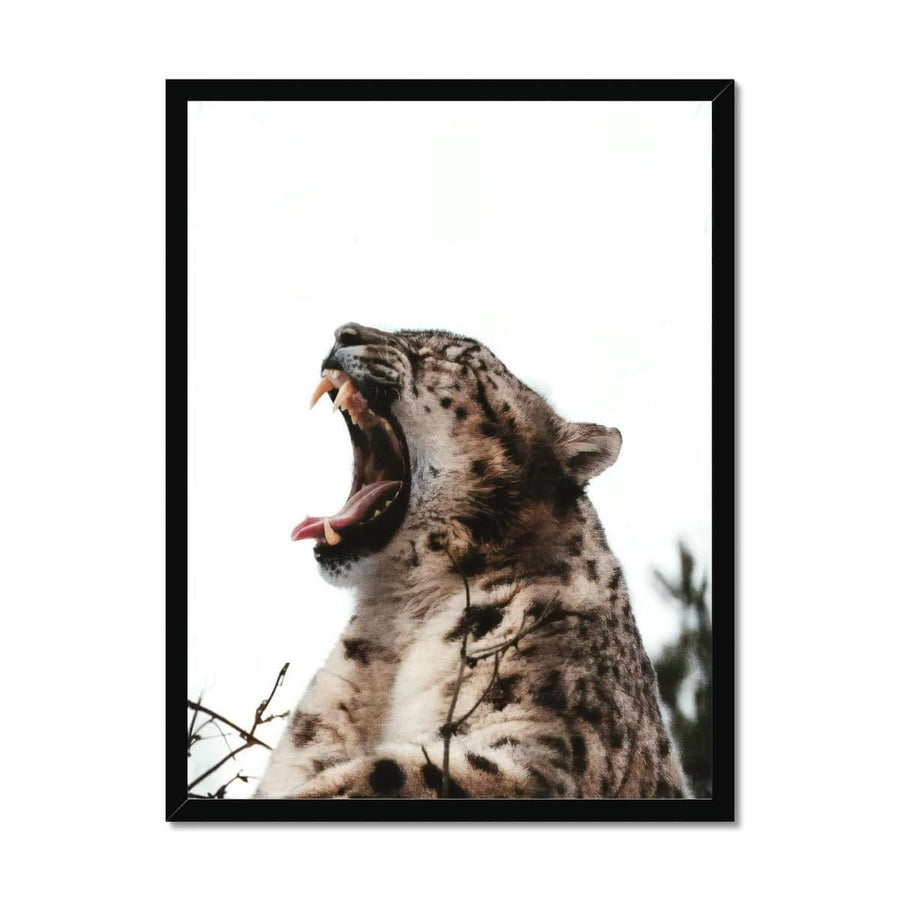 Roaring Cheetah  Framed Print - Artformed