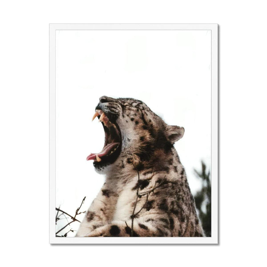 Roaring Cheetah  Framed Print - Artformed