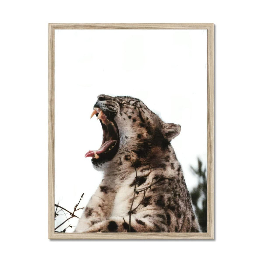 Roaring Cheetah  Framed Print - Artformed